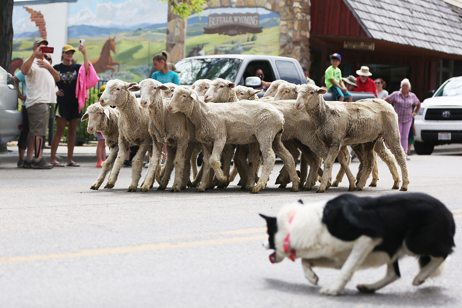 The sheep were brought down along Main Street